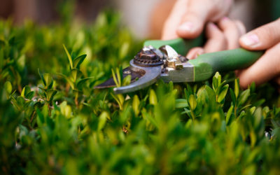 Shrub Trimming 101: A Complete Guide to Healthy Bushes