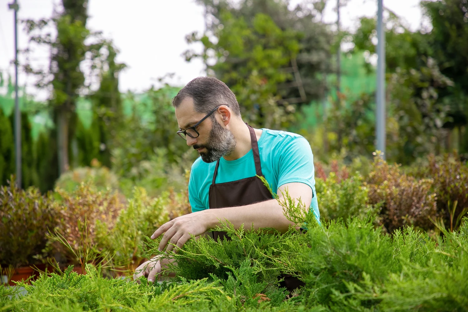 blog-care how to improve grass health