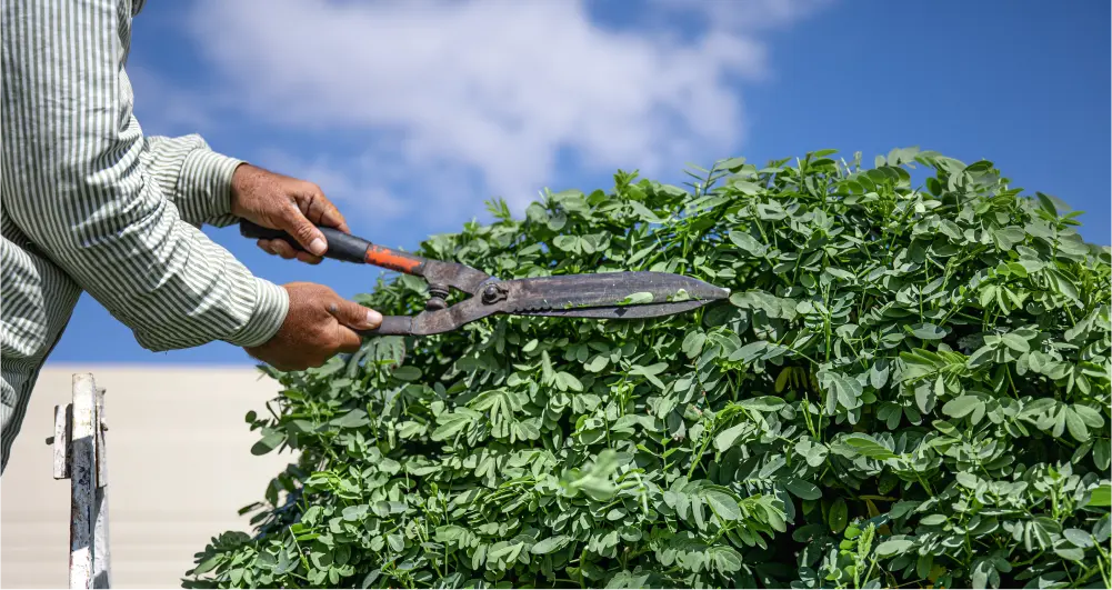 Shrub Trimming best lawn care practices