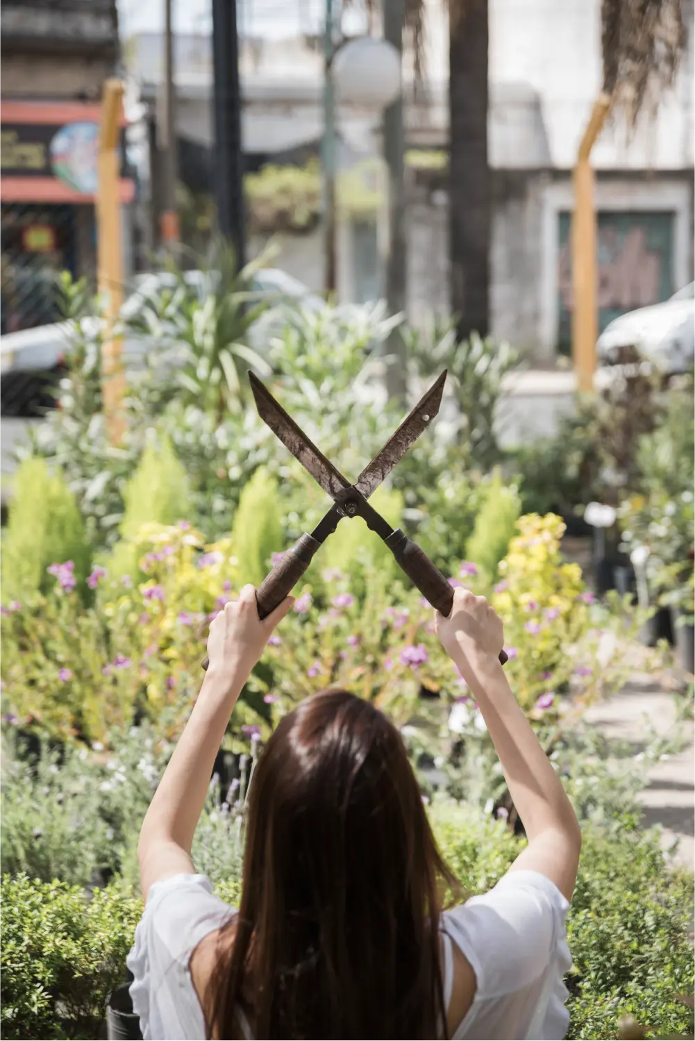 Tree Pruning best lawn care practices